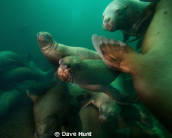 The Class Clowns - sea lions near Hornby Island BC Canada by Dave Hunt 